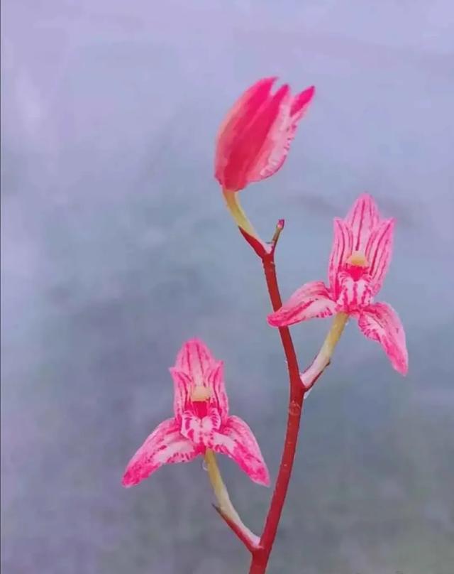 头条问答 无需阳光室内开花的植物有哪些 53个回答