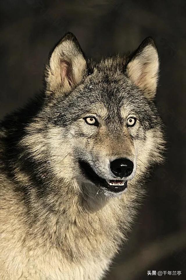狗狗对屠夫会害怕，在野外屠夫遇到狼是否一样，狼也会怕？插图33