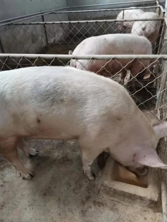 弱弱地问一句,猪价跌入4元时代,现在养猪还能赚钱吗？