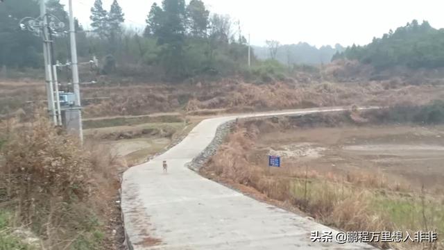 南京艾贝尔宠物医院鼎新路:为什么越来越多的人后悔在农村建房，假如是你，该怎样选择？