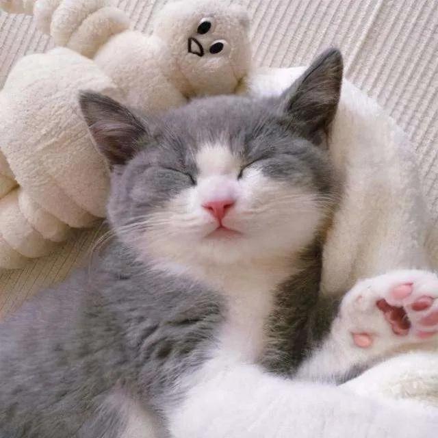 为什么晚上睡觉时猫咪总喜欢靠近自己的头，而且咕噜声还很大？插图23