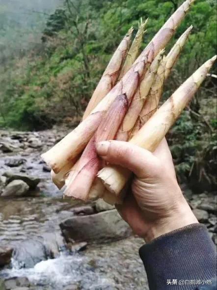 被山蛩虫咬了有没有毒:中医如何治疗虫咬性皮炎？