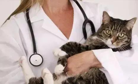 猫皮肤肿瘤切除术:猫咪乳腺肿瘤切除术 15岁的猫猫，癌症扩散了，还有治疗的必要吗？