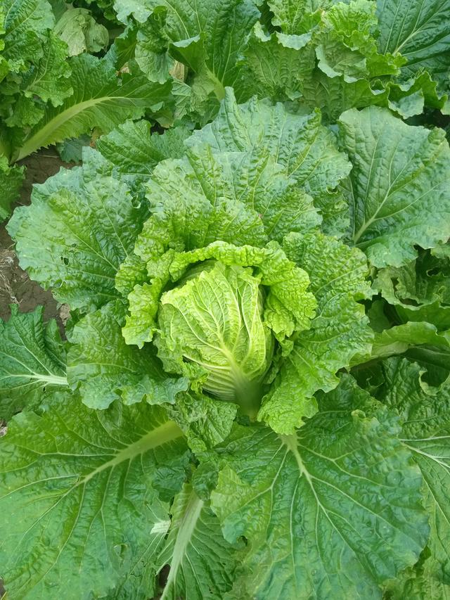 种植大白菜什么时候浇水最好，大白菜收获的最佳时间是什么时候呢，小雪还是大雪