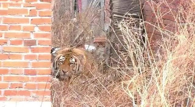 野猫的城市:黄鼠狼有没有天敌？为什么感觉城市的黄鼠狼越来越多了？