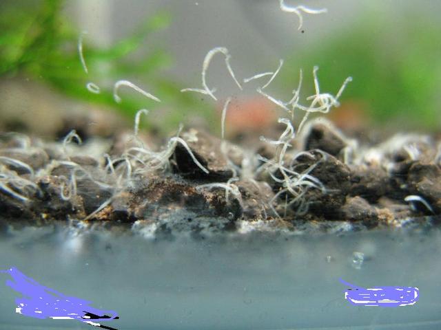用铜币灭杀鱼缸蛋白虫有用吗 ，家里鱼缸里最近老发现长长的白虫子是怎么回事