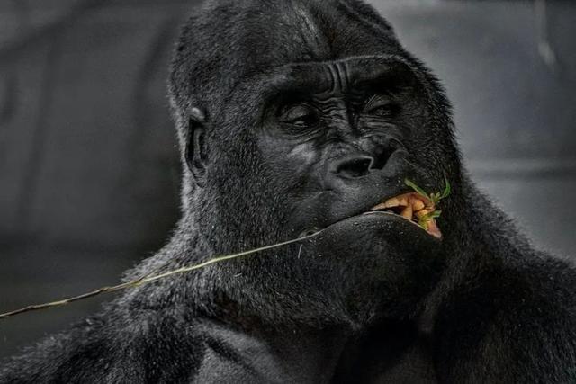 克罗斯河大猩猩:狮子和老虎是因为打不过大猩猩，才不敢吃大猩猩吗