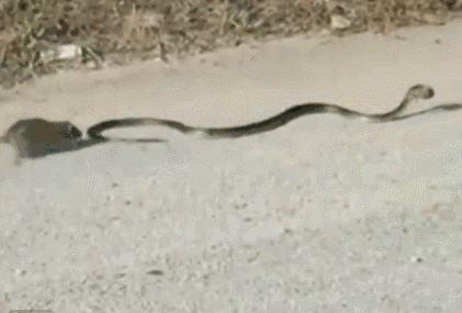 太攀蛇和黑曼巴蛇的视频:眼镜王蛇和黑曼巴蛇哪个厉害？