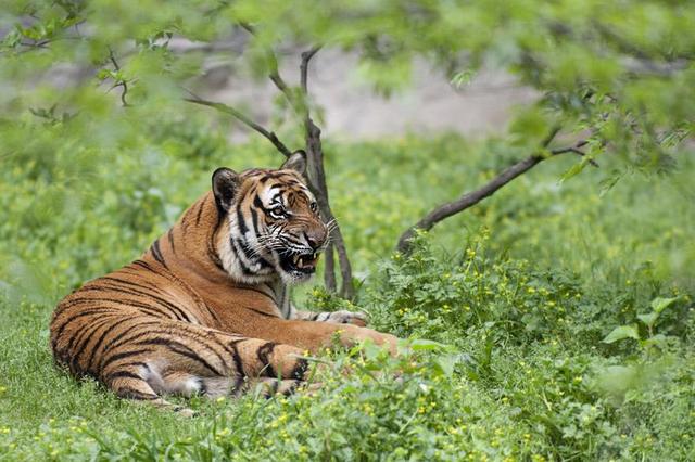 四川曾到处是老虎，大熊猫为何没有被吃绝？插图15