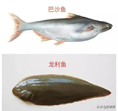龙利鱼和巴沙鱼是一样的吗有什么区别