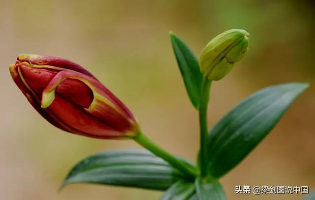 空间宠物奥斯卡鲜花:在酒吧喊一次“这轮酒我请”大概得花多少钱？