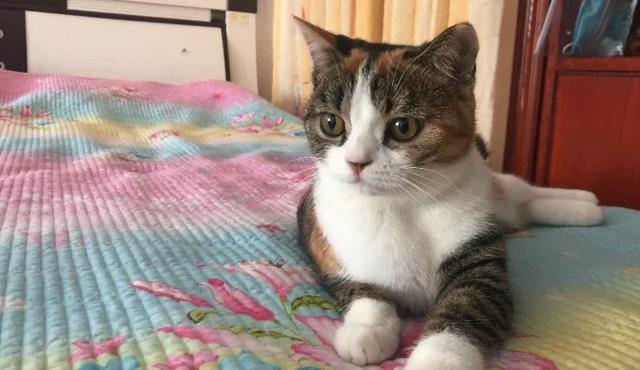 马俊仁藏獒特号:为什么感觉现在养猫的越来越多，养狗的却越来越少？