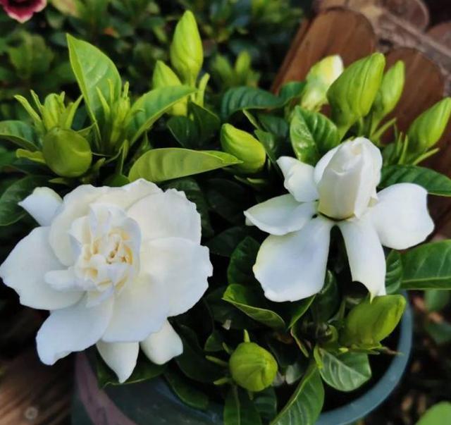 观叶植物:观叶植物的叶子为啥长不大？
