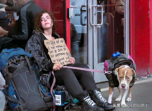 宠物志愿硬盘版下载:美国人平均月薪4万人民币，真实的美国生活是怎样的？