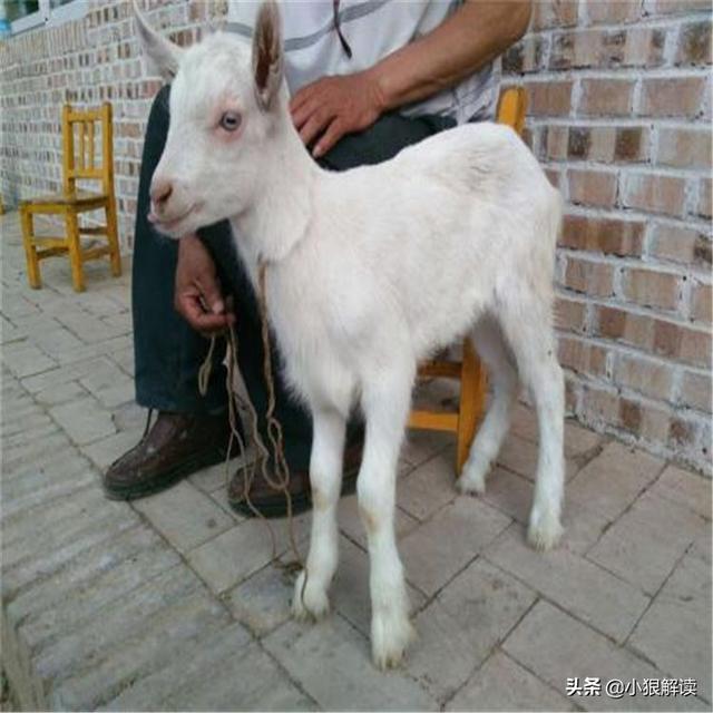 有些人把玉石放羊腿里，几年后取出来，这是为什么？插图18