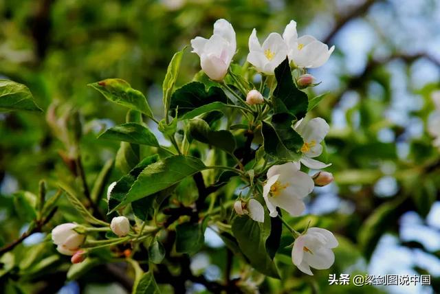 空间宠物奥斯卡鲜花:在酒吧喊一次“这轮酒我请”大概得花多少钱？