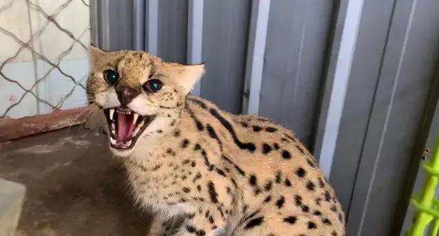 萨凡纳猫:萨凡纳猫多少钱一只 北京十渡发现“小豹子”，它有多危险？