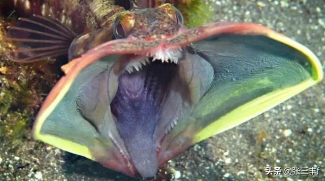 皱鳃鲨海里游泳:大海里到底存在着多少不为人知的恐怖生物？