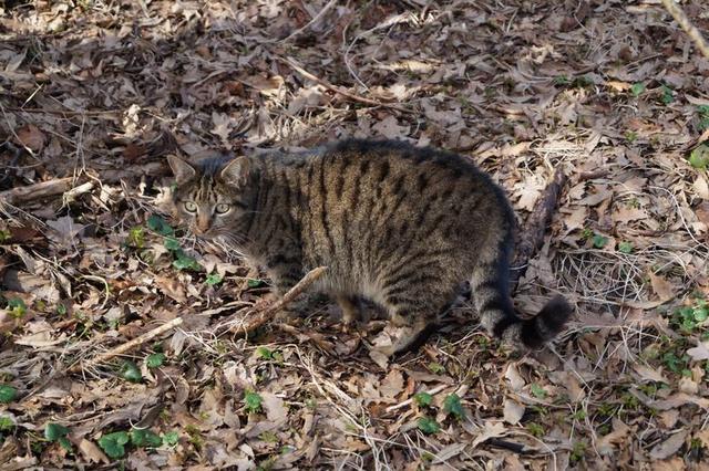 狸花猫的野性有多大？插图41