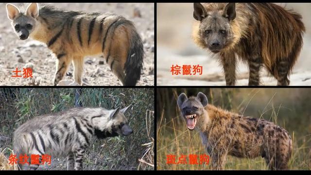 斑鬣狗属于猫科吗:鬣狗究竟是怎样捕获猎物的？