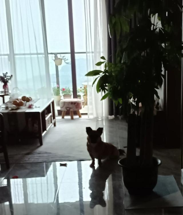 中华田园犬虐比特:养“中华田园犬”会被人嫌弃吗？