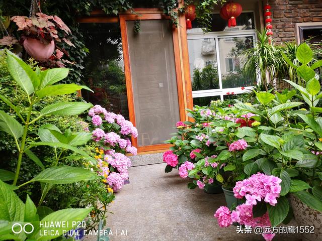 桃叶珊瑚适合种家里吗:绣球花可以种在桂花树下吗？
