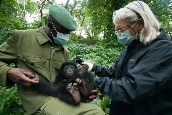 艾滋病猩猩为什么没事 艾滋病起源于非洲黑猩猩