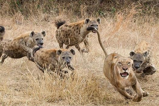 狮子那么厉害,为什么不把烦人的鬣狗全部杀死消除威胁？