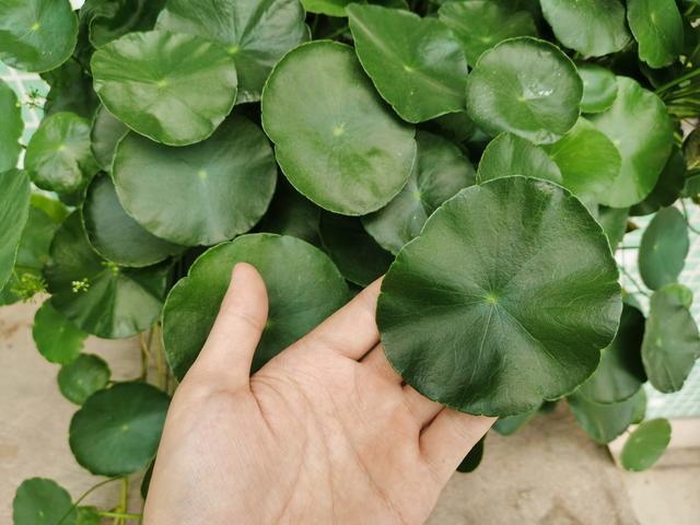 头条问答 你家里喜欢养一些什么绿色植物 能发一张图片分享一下吗 庭院园艺的回答 0赞