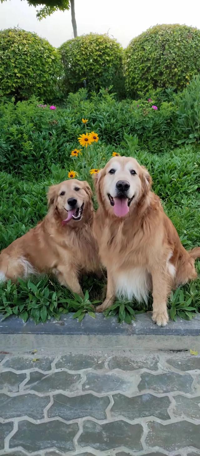 养狗之后，家里为什么会那么臭？插图6