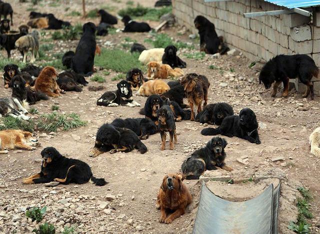 美国斗牛犬与藏獒:大型的纯种藏獒与鬣狗搏斗，无人类干预下，藏獒能打赢吗？