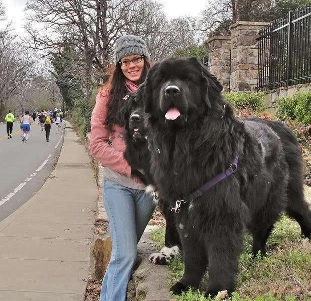 黑色纽芬兰犬:家里有一只大块头纽芬兰犬是怎样的一种体验？