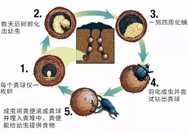 每年花费巨额从中国进口屎壳郎,澳大利亚为什么要这么做?-芃睿知识网