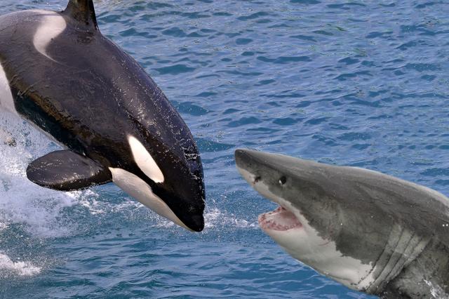 虎鲸的天敌是什么，虎鲸有天敌吗它是一种什么样的动物
