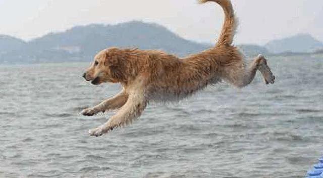 狗的寿命有多长:犬一般寿命是多少?最大能活多少岁?大型犬还是小型犬的寿命长？