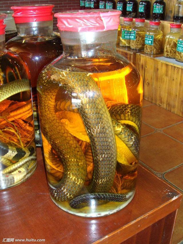一男子抓到一只龙泡酒的真相，泡酒的蛇为什么过了很长时间还会咬人呢