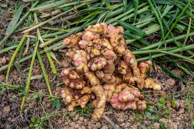 生姜一般几月份种植 该如何种植 头条问答
