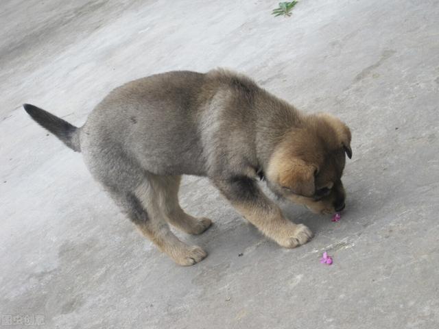 大家听过或经历过最感人的动物报恩的故事是什么？插图44