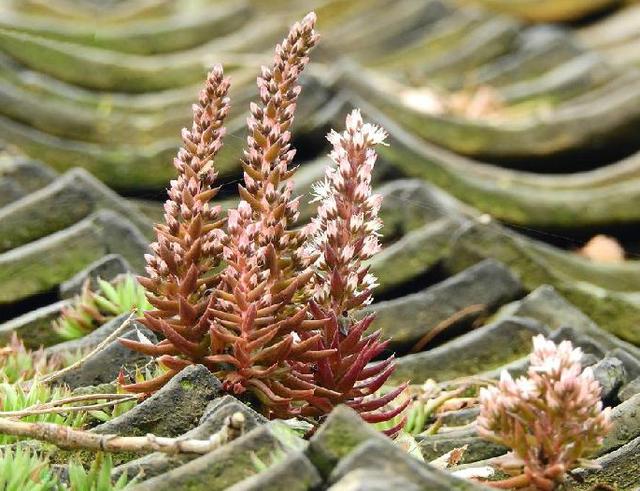 瓦松,而别称比较多,有些花友还会将它称为瓦花,向天草,流苏瓦松,天王