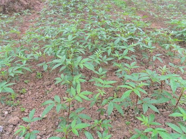 花椒籽播种前需要怎么处理，花椒籽怎么处理才出芽率高，出苗快