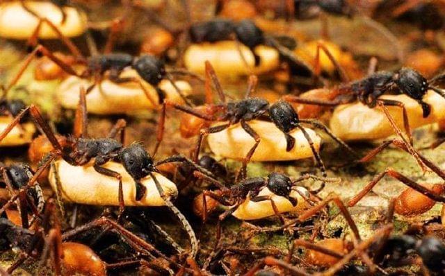 食蚁兽计划:蚂蚁有时候为什么会围着一个地方转圈圈？