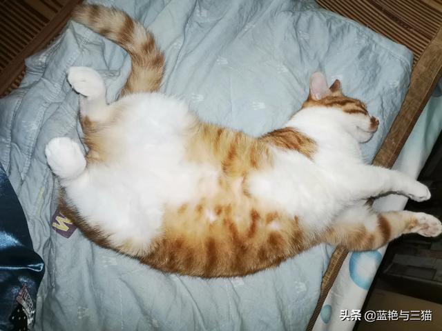 愤怒的猫咪下载:有哪位网友能分享一下交易猫的经历吗？