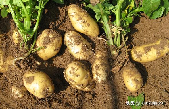 市面上的土豆越来越大，究竟和膨大剂有没有关系？你会吃吗？插图17