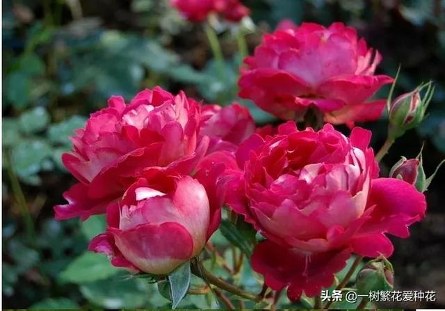 最香的几款月季品种是什么？插图108
