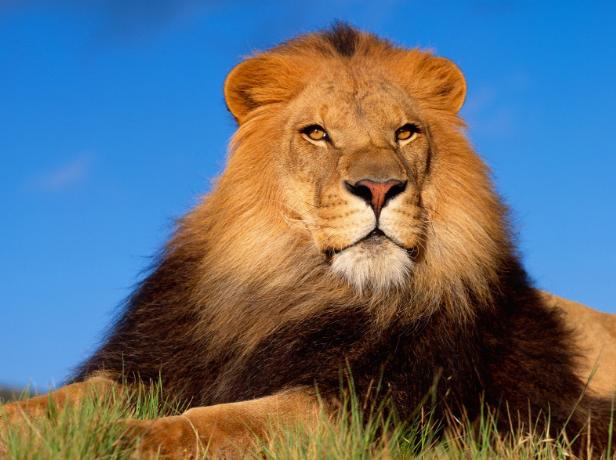 狮子属于猫科还是犬科，老虎、狮子、猫和豹子属于猫科动物，它们的祖先是什么动物呢