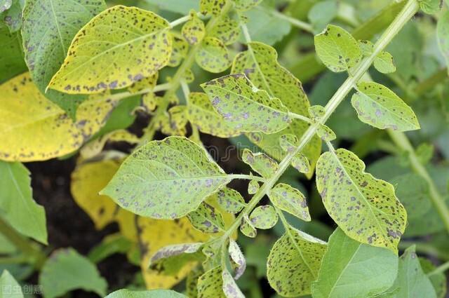 马铃薯枯萎病发生的原因和防治方法有哪些?-惠修网