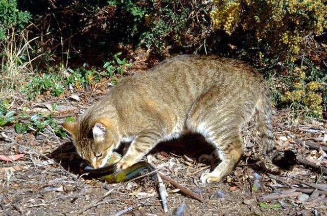 日本猫岛的猫可以抱走吗:如果把15只公猫，15只野猫放在一个淡水岛，两年以后会怎样？