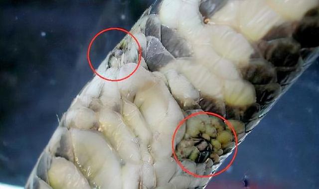 钩盲蛇吞食蚯蚓:蟒蛇为何都是无毒蛇？最初存在的有毒蟒蛇是如何被自然淘汰的？