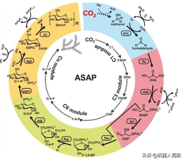 人工合成二氧化碳方法是什么，人工合成淀粉能获得诺贝尔奖吗