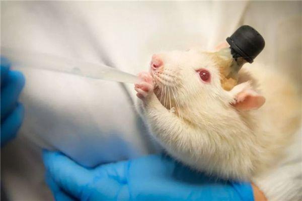 巴西狨猴:为什么一定要选小白鼠作为实验动物？